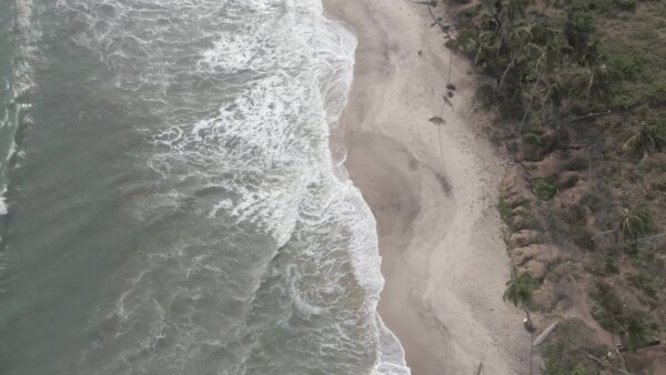 Beach Ocean Top Down Reveal Coconuts Sandy Clean