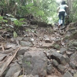 Hiking Forest Rocky Trail