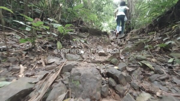 Hiking Forest Rocky Trail