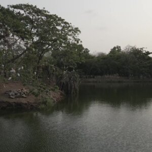 Legon Botanical Garden Birds Lake Trees Pull Back