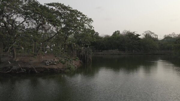 Legon Botanical Garden Birds Lake Trees Pull Back