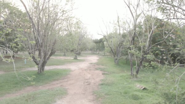 Legon Botanical Garden Horse Ride Chase