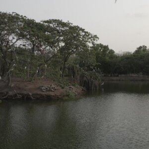 Legon Botanical Garden Island Birds Arc