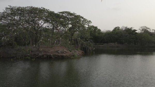 Legon Botanical Garden Island Birds Arc