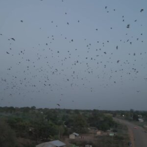 Colony Of Bats Migrating