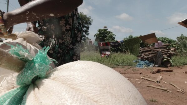 Drain Water Cassava Dough In Bags