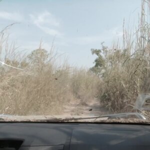 Driving Through Grassland Bushes Road