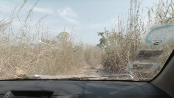 Driving Through Grassland Bushes Road