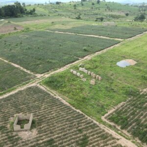 Farm Farmlands Crops Plantation Grassland Landscape