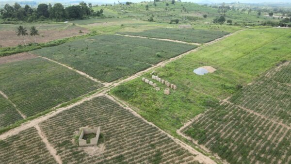 Farm Farmlands Crops Plantation Grassland Landscape