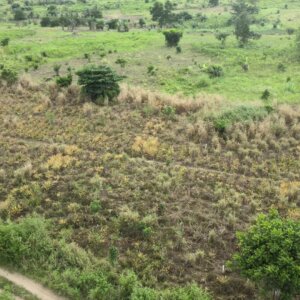 Farmland Grassland Crops Dry