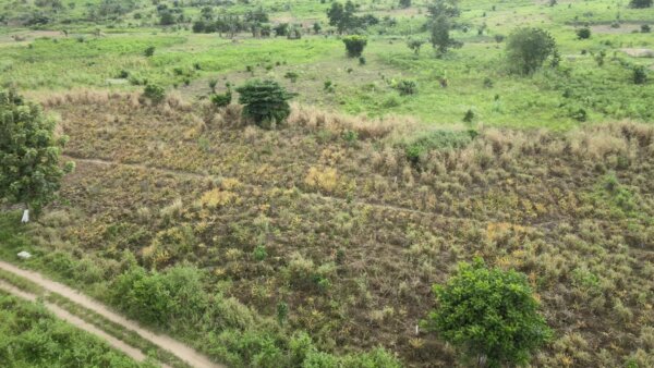 Farmland Grassland Crops Dry