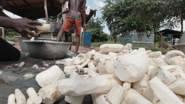 Man Carry Heaped Cassava Cleaning To Bowl