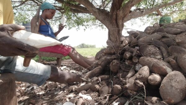 Man Woman Peel Cassava