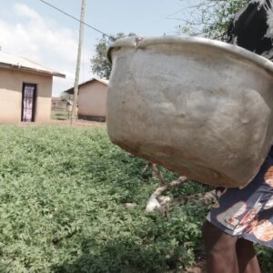 Peeled Cassava Water Pan Wash Clean