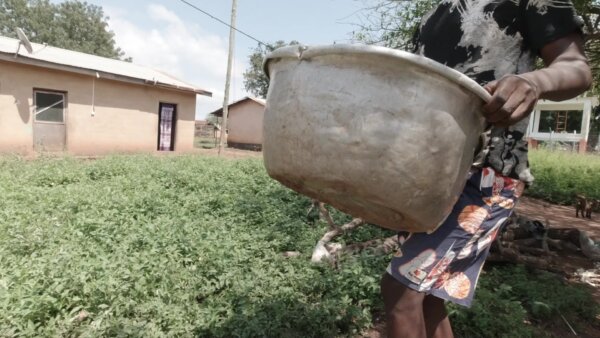 Peeled Cassava Water Pan Wash Clean