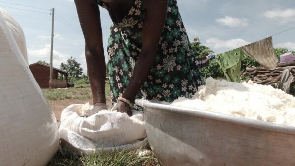 Woman Cassava Dough Packaging In Bag