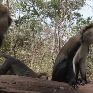 Buabeng Sanctuary A Troop Of Monkeys