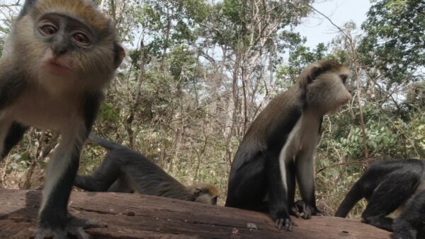 Buabeng Sanctuary A Troop Of Monkeys