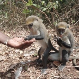 Buabeng Sanctuary Feeding A Troop Of Monkeys Groundnuts On Ground