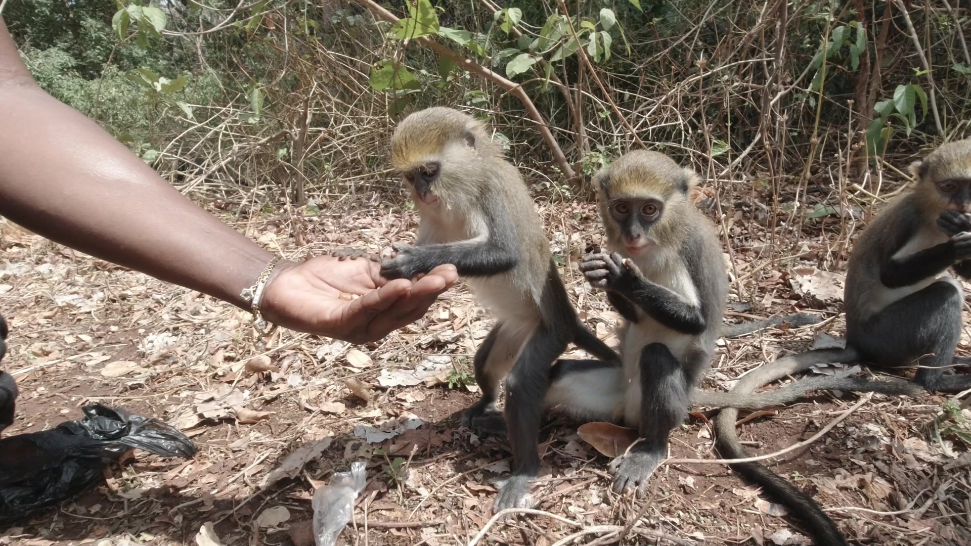 Buabeng Sanctuary Feeding A Troop Of Monkeys Groundnuts On Ground