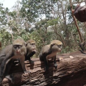 Buabeng Sanctuary Feeding A Troop Of Monkeys Groundnuts