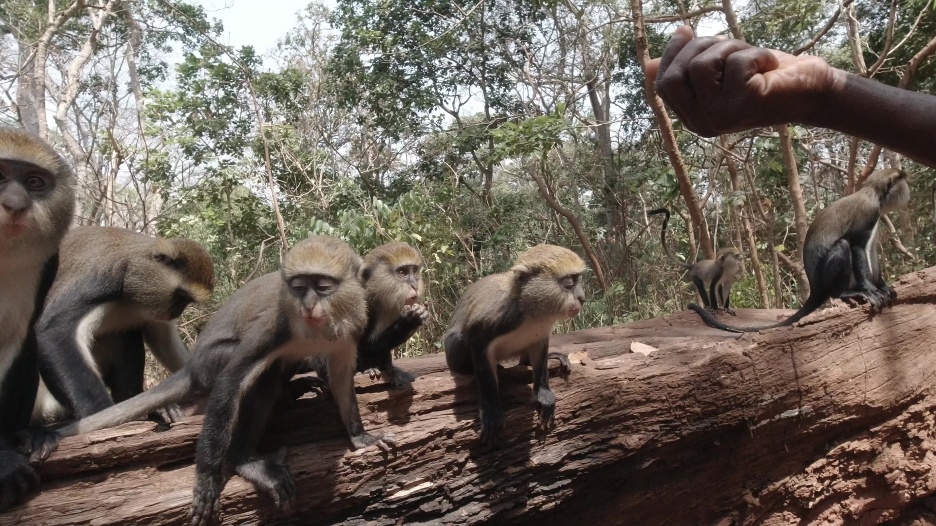 Buabeng Sanctuary Feeding A Troop Of Monkeys Groundnuts