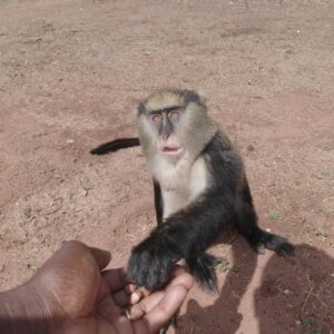 Buabeng Sanctuary Feeding Monkey Groundnuts Plenty