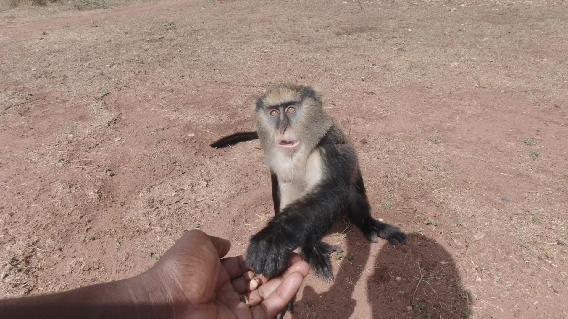 Buabeng Sanctuary Feeding Monkey Groundnuts Plenty