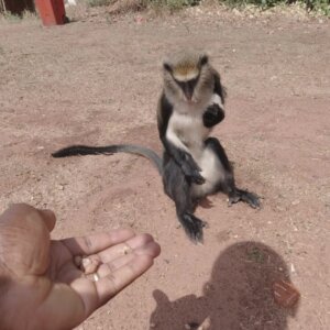 Buabeng Sanctuary Feeding Monkey Groundnuts