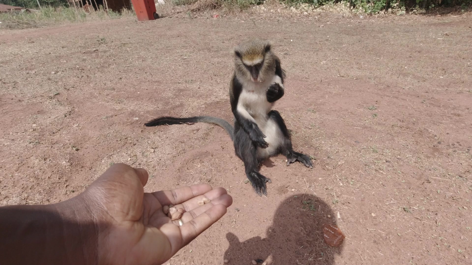 Buabeng Sanctuary Feeding Monkey Groundnuts