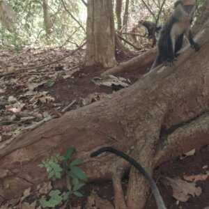 Buabeng Sanctuary Feeding Mother Monkey With Baby Under Tree Close Up