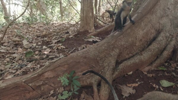 Buabeng Sanctuary Feeding Mother Monkey With Baby Under Tree Close Up