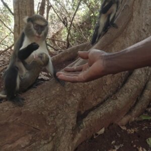 Buabeng Sanctuary Feeding Mother Monkey With Baby Under Tree Scene Two