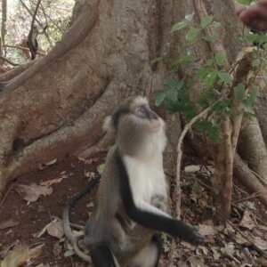 Buabeng Sanctuary Feeding Mother Monkey With Baby Under Tree