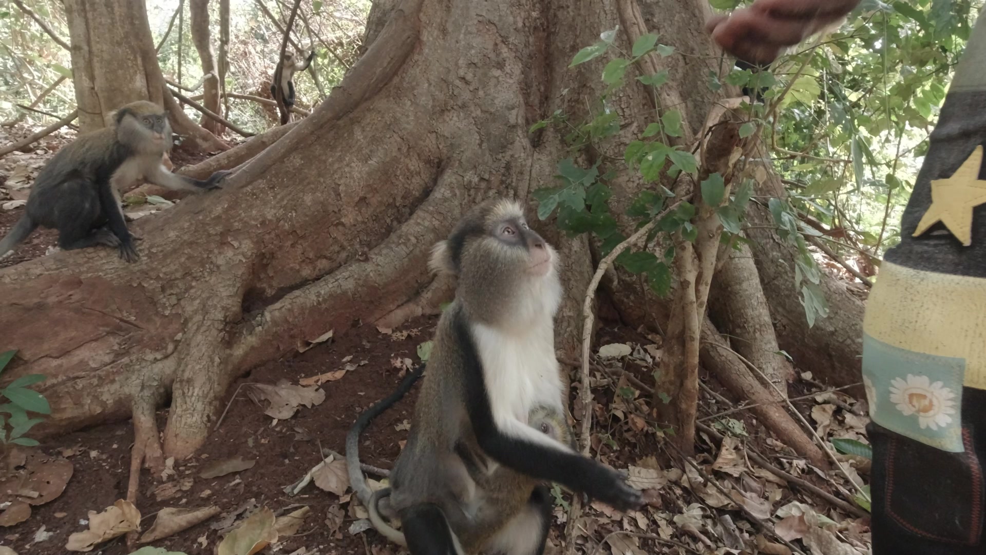 Buabeng Sanctuary Feeding Mother Monkey With Baby Under Tree