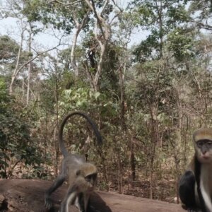 Buabeng Sanctuary Monkey Moves Drink Water From Tree Log