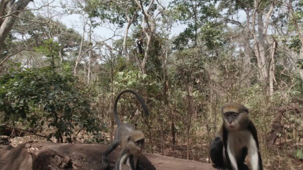 Buabeng Sanctuary Monkey Moves Drink Water From Tree Log