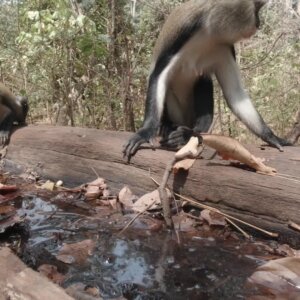 Buabeng Sanctuary Monkeys Drink Water From Fallen Tree Log