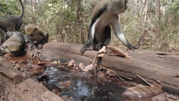 Buabeng Sanctuary Monkeys Drink Water From Fallen Tree Log