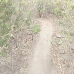 Fly Over Vegetation To Reveal Township