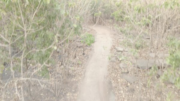 Fly Over Vegetation To Reveal Township