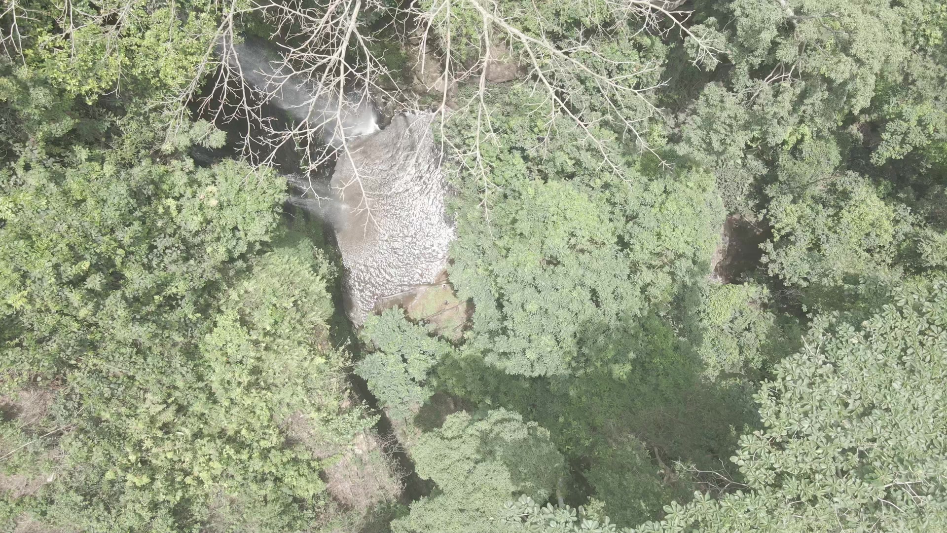 Top Down View Beautiful Clean Water Green Vegetation Forest